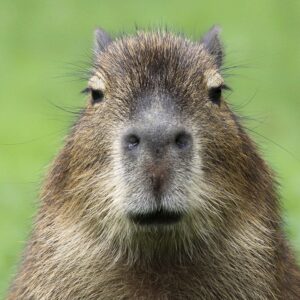 capy-bara
